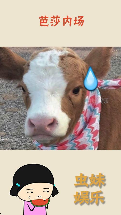 娱乐吃瓜酱小狗